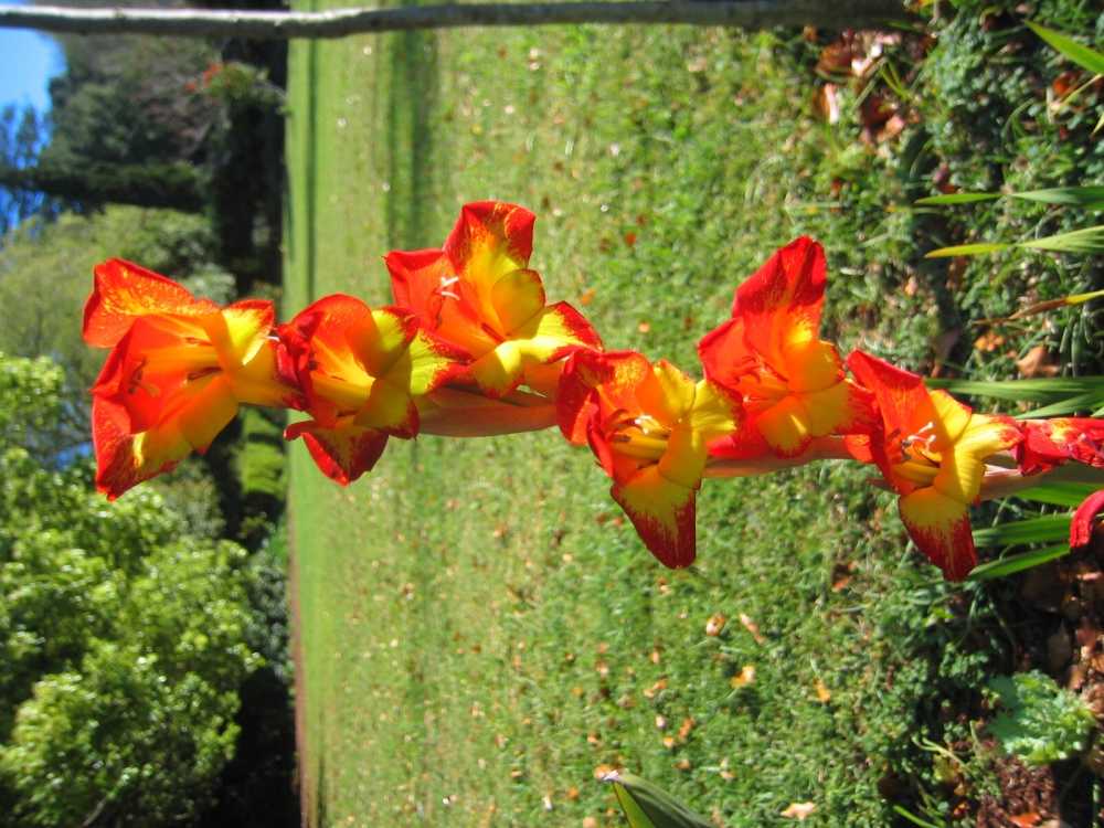 Gladiolus (Gladiole, Siegwurz)